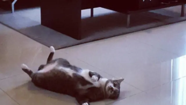 Pingik, Kucing Peliharaan Emma Waroka (Source: mig.me/u/ammeakkoraw)
