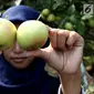 Pengunjung menunjukkan buah apel di salah satu perkebunan kawasan Batu, Malang, Jawa Timur, Rabu (25/9/2019). Apel Malang dihargai Rp 25 ribu hingga Rp 30 ribu per kilogramnya. (Liputan6.com/JohanTallo)