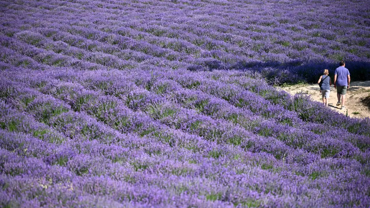 FOTO: Menikmati Bunga Lavender Bermekaran di Italia