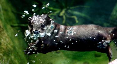 Seekor berang-berang cakar kecil Asia terlihat menyelam di bawah air di Kebun Binatang Shanghai di Shanghai, China timur, pada 10 Juni 2020. Berang-berang yang paling kecil ukurannya di dunia tersebut statusnya menurut IUCN adalah Vulnerable atau rentan terancam punah.  (Xinhua/Zhang Jiansong)