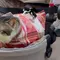 Momen Kucing Bobby Kertanegara Ikut Upacara Penurunan Bendera di Istana