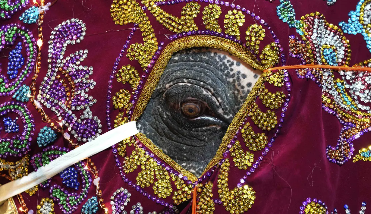 Seekor gajah yang dihias menunggu untuk tampil pada Festival Navam Perahera di Kolombo, Sri Lanka, 15 Februari 2022. Biksu, penari, pemusik, dan lainnya berpartisipasi dalam perayaan di Kuil Gangaramaya yang terkenal, salah satu destinasi wisata turis di Kolombo. (AP Photo/Eranga Jayawardena)