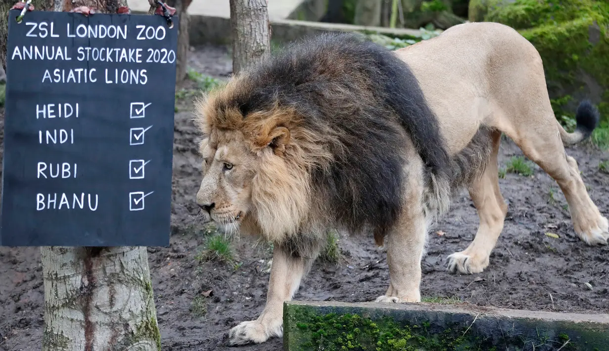 Singa Bhanu terlihat saat sensus tahunan di Kebun Binatang ZSL London, Inggris, Kamis (2/1/2020). Kebun Binatang ZSL London melakukan sensus tahunan terhadap lebih dari 500 spesies. (AP Photo/Frank Augstein)