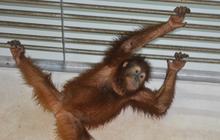 Populasi Orang Utan Sumatra Turun 19,5 Persen dalam 12 Tahun, ini Penyebabnya
