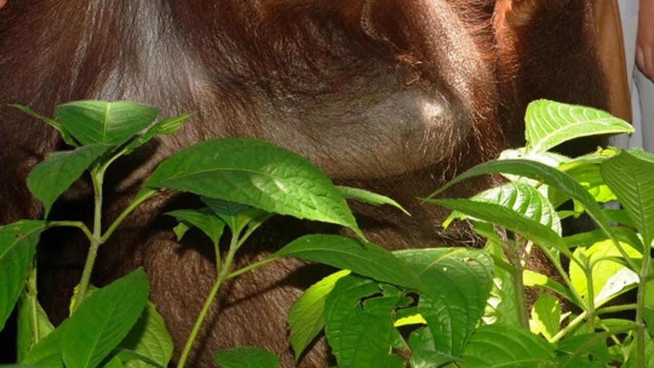 Orang utan ini diberi nama Pacquiao