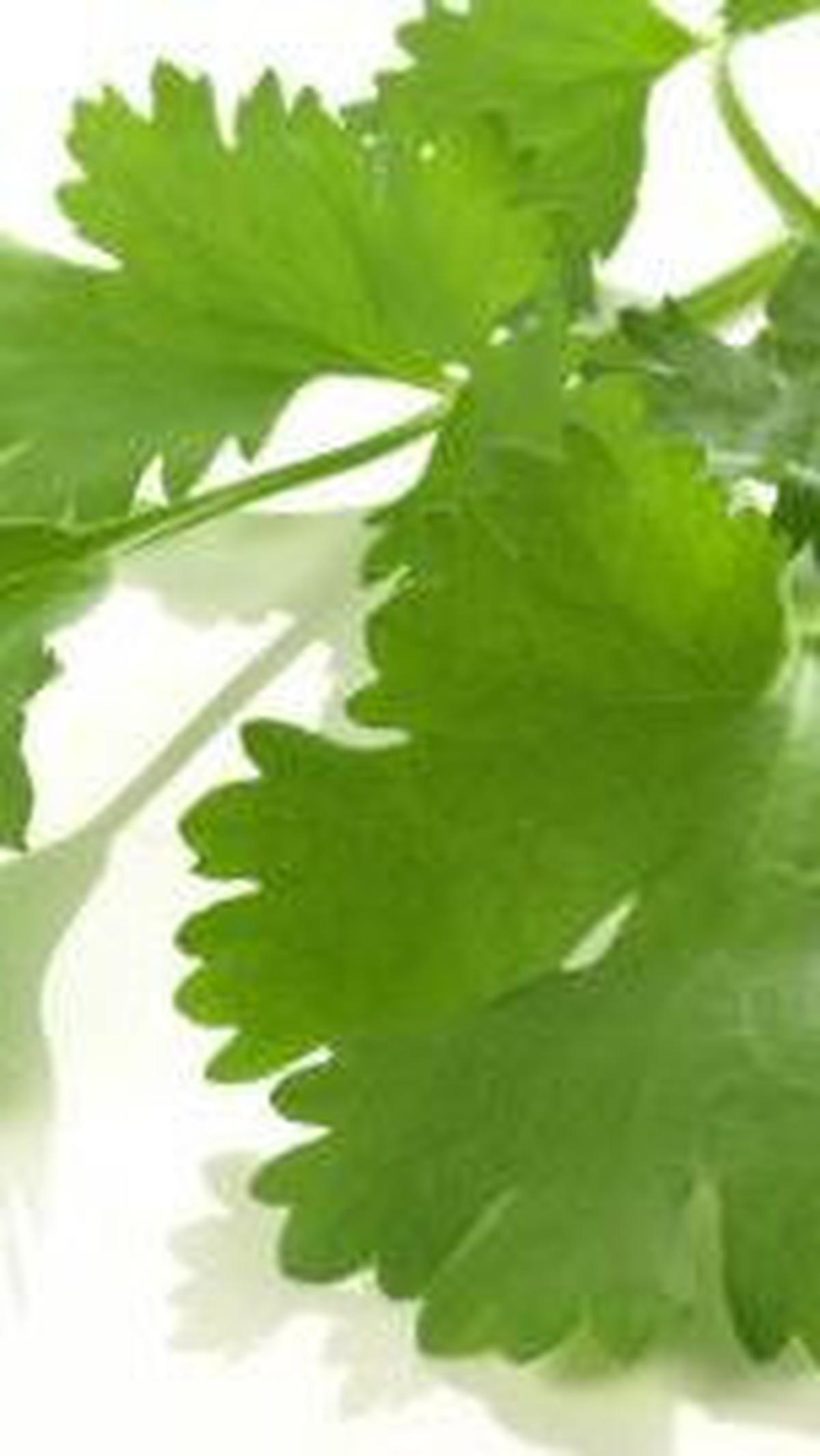 7. Daun Ketumbar vs Peterseli: Bumbu yang Memiliki Identitas Aromatik Sendiri