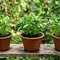 12 Sayuran Cepat Panen Meski Halaman Sempit ala Urban Farming