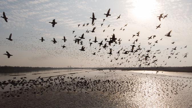 Foto udara menunjukkan kawanan burung migran terbang di atas Danau Dongting Barat di Changde, Provinsi Hunan, China, 11 November 2020. Sekitar 20.000 ekor burung migran telah tiba di Danau Dongting Barat tahun ini. (Xinhua/Chen Sihan)
