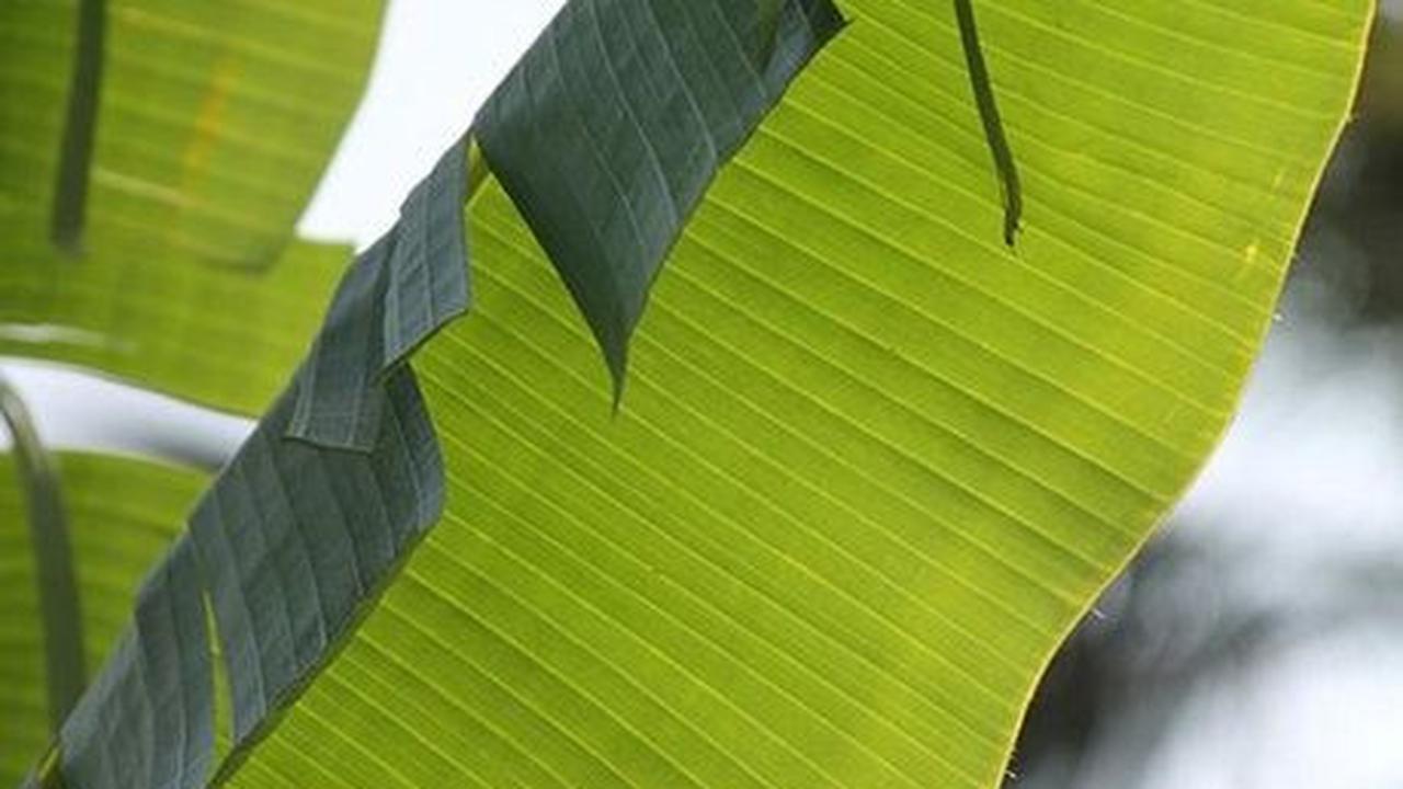 14. Daun Pisang