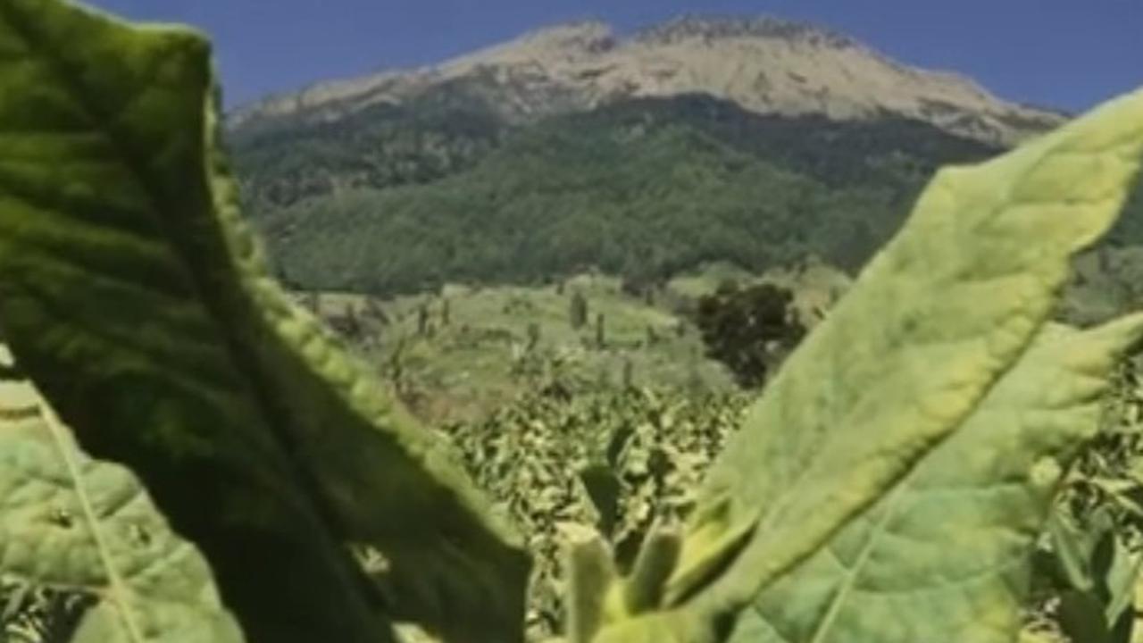 Petani Tembakau Srintil