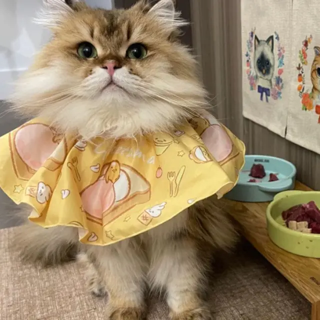 Kucing Makan