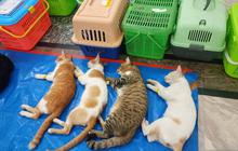 KPKP Jakarta Timur Targetkan Sterilisasi Kucing 2.200 Ekor di 2026