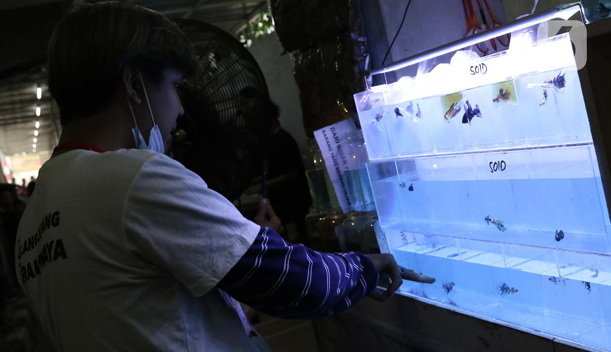440+ Gambar Ikan Cupang Dan Jenisnya HD Terbaru