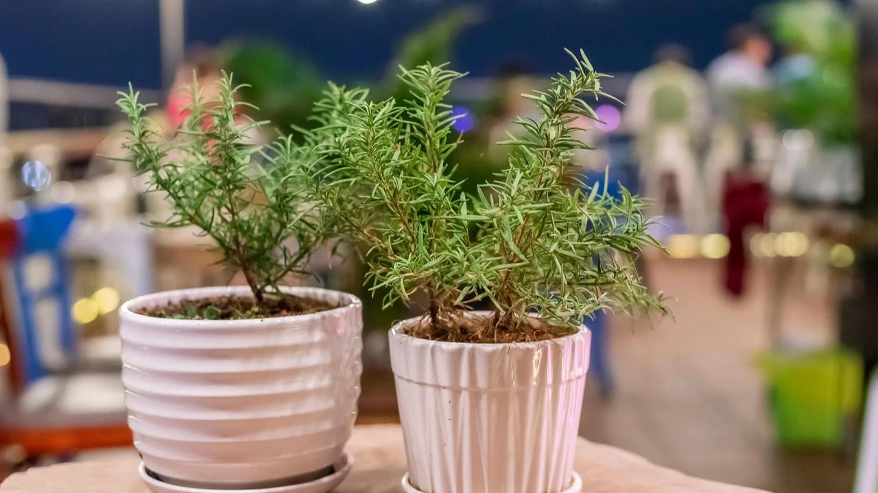 Cocok Buat Pemula, 7 Jenis Tanaman Dapur di Kebun Mini Ini Tidak Membutuhkan Banyak Air