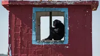 Seekor simpanse duduk dipinggir jendela di tempat perlindungan di Great Apes Project (GAP), Socoraba, Brasil (28/7). Tempat ini merupakan pusat rehabilitasi untuk simpanse yang sebelumnya berada di kebun binatang. (AFP Photo/Nelson Almeida)