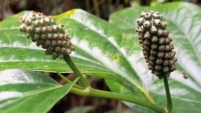 Tumbuhan Kemukus