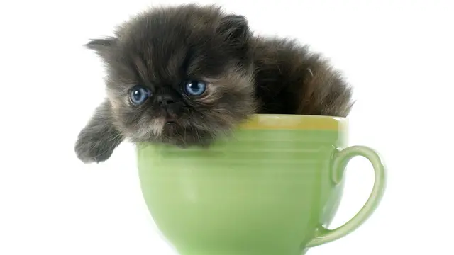 Tampil Beda, 5 Ras dengan Ciri Fisik Unik ini Siap Mencuri Hati Catlover