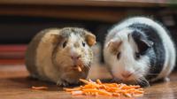 Ilustrasi Hamster/https://unsplash.com/Bonnie&nbsp;Kittle