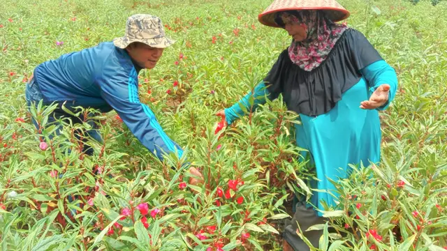 Petani bungan di Kelurahan Gunung Terang, Kecamatan Langkapura, bandar Lampung. (Istimewa)