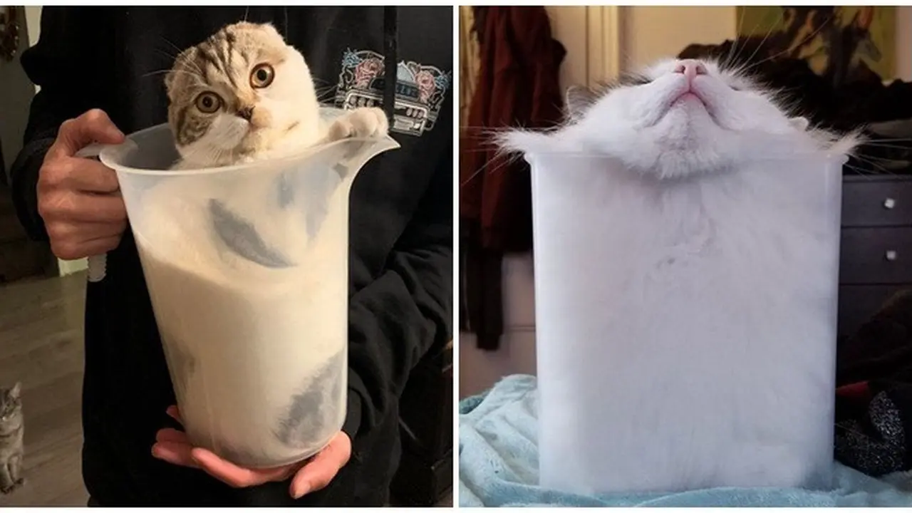 8 Foto Ini Buktikan Kucing adalah 'Benda Cair', Bikin Geleng Kepala