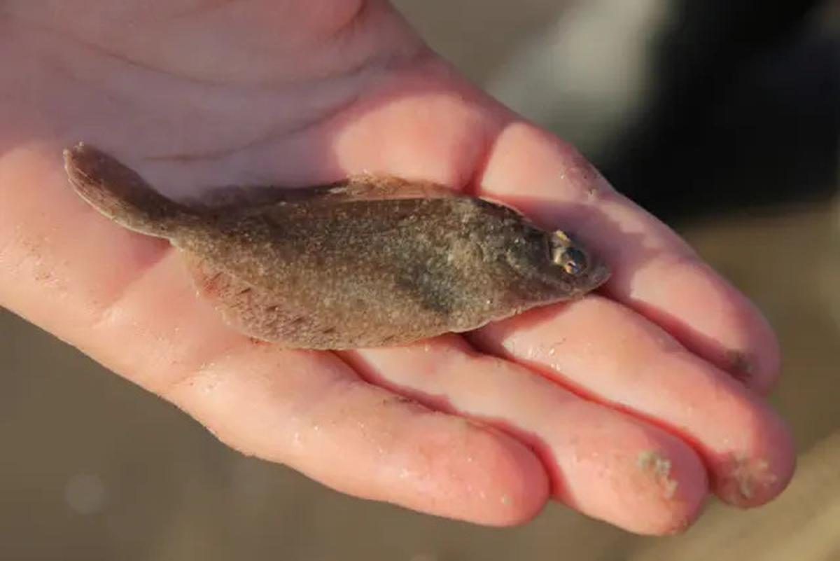 Penderita Darah Tinggi Wajib Tahu, 5 Ikan Ini Tidak Aman Dikonsumsi