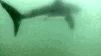 Seorang penyelam di California nekat mengejar seekor ikan hiu hanya 'bersenjatakan' kamera bawah air.