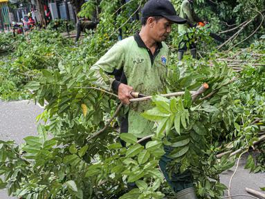 Petugas Sudin Kehutanan Kota Administrasi Jakarta Pusat memotong dahan-dahan pohon di kawasan Jalan Matraman Raya, Kamis (5/1/2023). Di musim hujan, Dinas Pertamanan DKI mengintensifkan pemangkasan pohon untuk mengantisipasi pohon roboh saat angin kencang dan hujan lebat karena dapat membahayakan pengguna jalan. (Liputan6.com/Faizal Fanani)