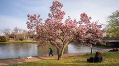 Seorang pria berjalan melewati pohon magnolia yang sedang mekar di tepi Sungai Ill, Strasbourg, Prancis, 21 Maret 2022. Magnolia adalah salah satu marga tumbuhan berbunga yang dikenal luas karena bunganya indah dan menyebarkan aroma harum. (PATRICK HERTZOG/AFP)