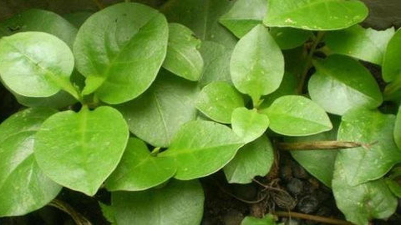 8 Manfaat Daun Binahong untuk Kesehatan, Mengatasi Jerawat hingga Diabetes