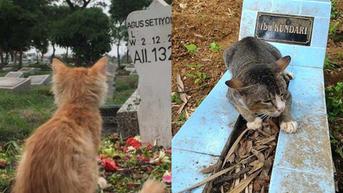 6 Potret Kucing di Kuburan Majikan Ini Bikin Berkaca-kaca, Penuh Haru