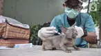 Dokter dari Suku Dinas Ketahanan Pangan, Kelautan, dan Pertanian (KPKP) menyuntikan vaksinasi rabies kepada hewan peliharaan warga di Taman Pasar Ciplak, Karet, Kuningan, Jakarta, Selasa (30/5/2023). (merdeka.com/Iqbal S. Nugroho)