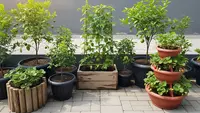 8 Inspirasi Kebun Buah Mungil Tanpa Bongkar Paving, Bisa Diterapkan di Berbagai Jenis Teras Rumah