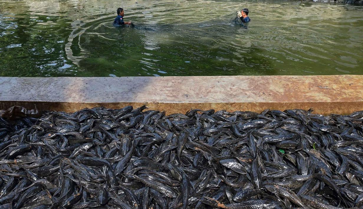 Petugas Penanganan Prasarana dan Sarana Umum (PPSU) mengangkat jaring berisi ikan sapu-sapu di kawasan Setu Babakan, Jakarta Selatan, Jumat (17/4/2026). Operasi penangkapan ikan sapu-sapu dilakukan serentak di lima wilayah DKI Jakarta. (merdeka.com/Arie Basuki)
