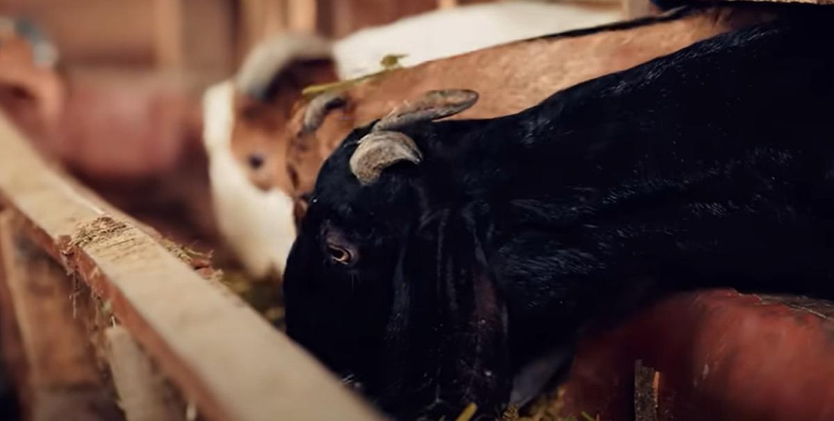 Kambing di peternakan Garum Farm