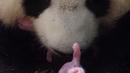 Panda raksasa Huan Huan bersama anak kembarnya yang baru dilahirkan berada dalam kandang di Beauval Zoo, Saint-Aignan-sur-Cher, Prancis, 1 Agustus 2021. Huan Huan melahirkan dua anak kembar dalam keadaan sehat. (Guillaume SOUVANT/AFP)