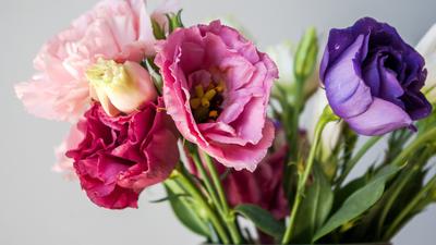 11 Cara Menanam Bunga Lisianthus untuk Pemula, Tak Sulit jika Tahu Perawatan yang Tepat