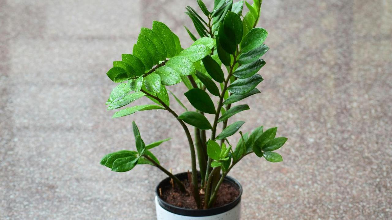 Manfaat Pohon Dolar