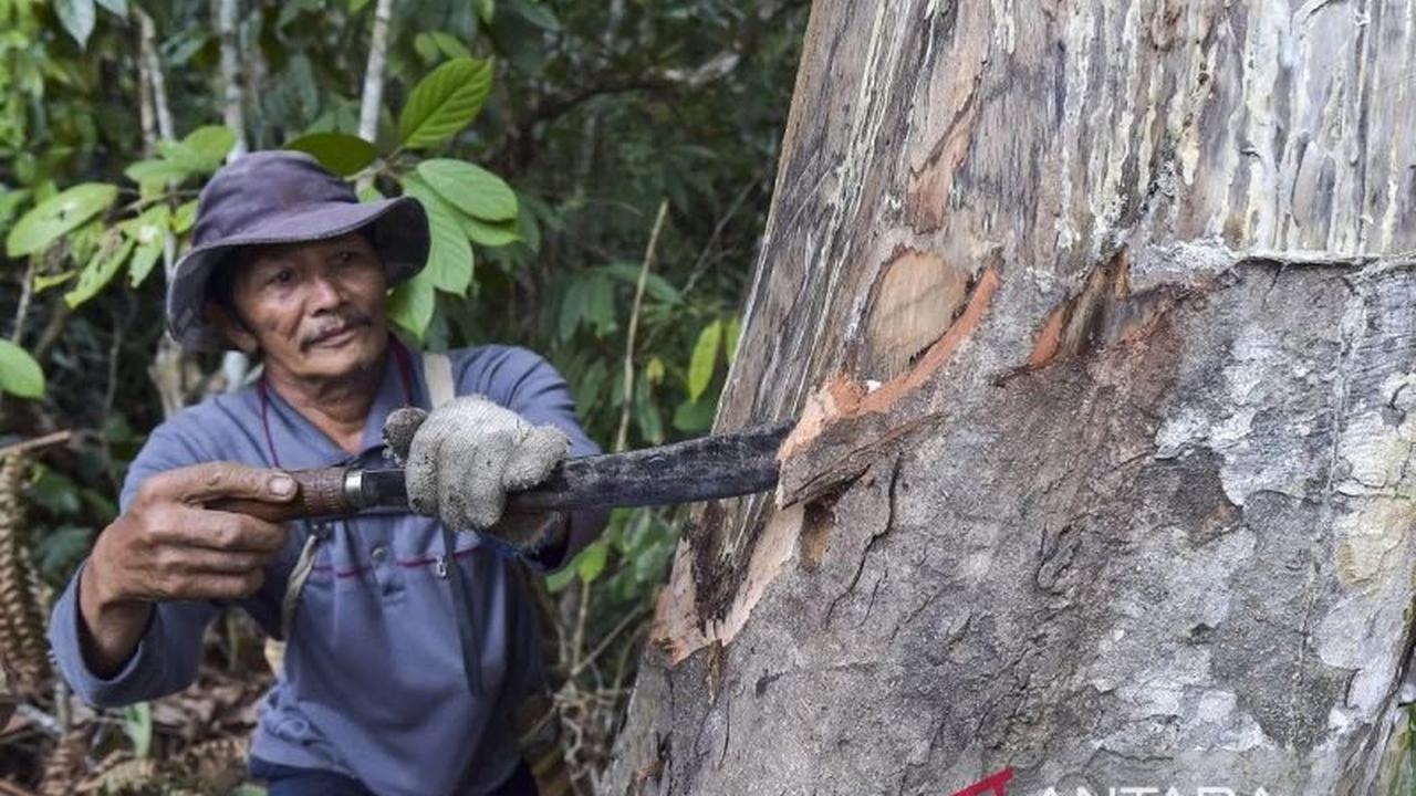 Hilirisasi Perkebunan Perhutanan Sosial: Strategi Sinergi Hutan Lestari dan Pekebun Sejahtera