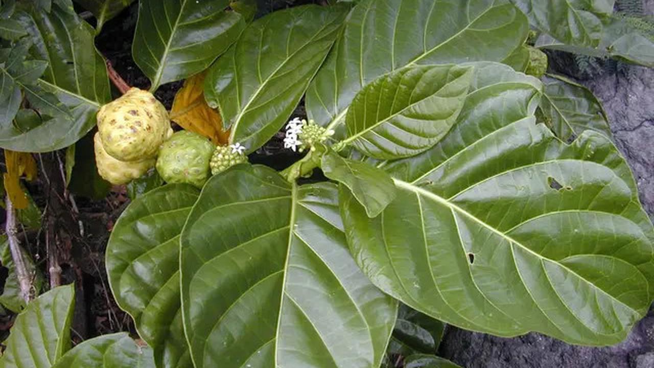 Cara Mengolah Mengkudu untuk Mengatasi Asam Lambung