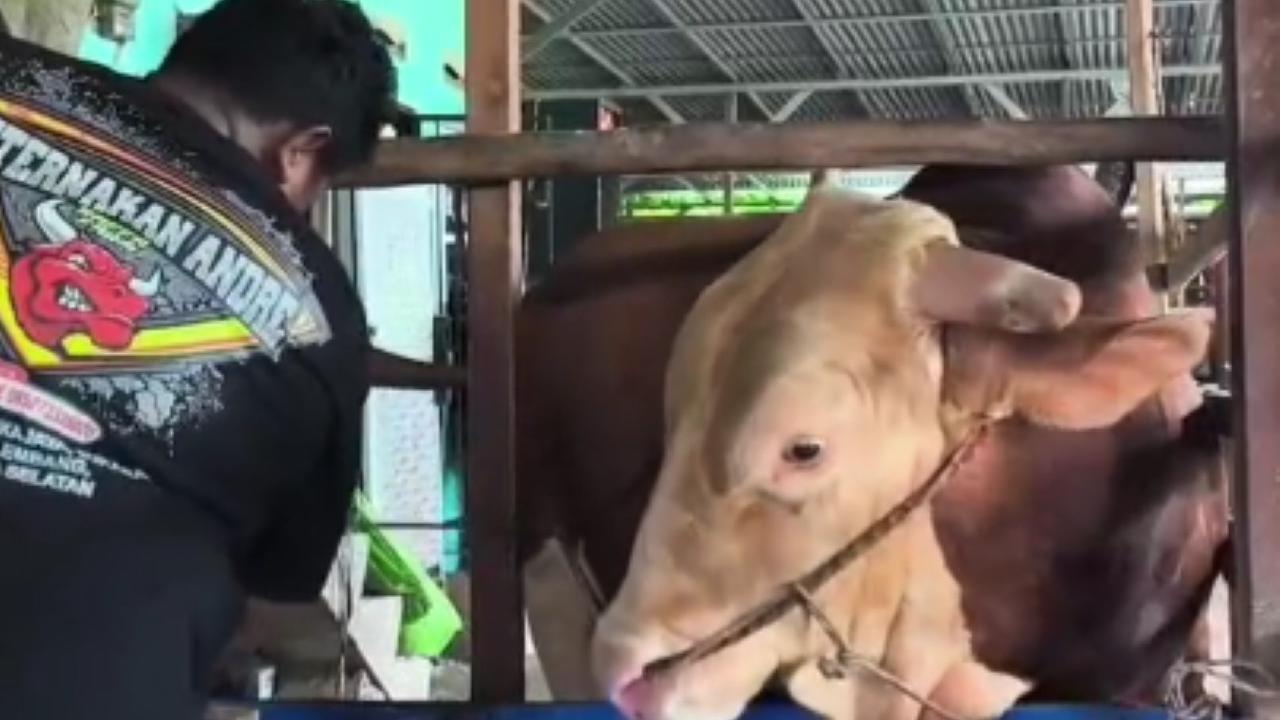 Penampakan Sapi Kurban Presiden Prabowo di Palembang Seharga Rp130 Juta, Namanya Arjuna Berat 1,18 Ton