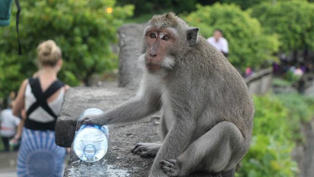 Monyet Uluwatu (0)