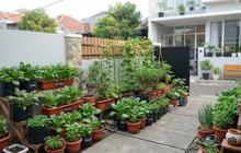 10 Tanaman Sayur yang Tetap Tumbuh di Teras Menghadap Utara Meski Cahaya Terbatas