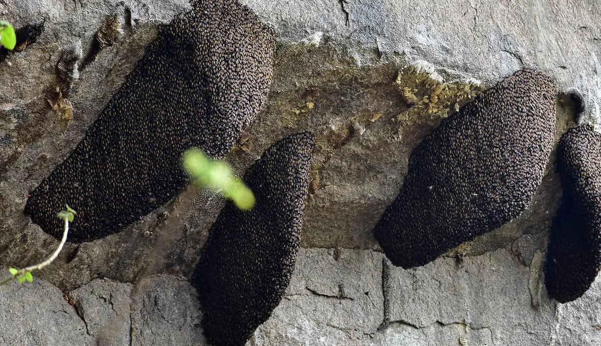 Koloni lebah madu liar bergantungan pada sebuah batu di hutan lindung Bamunigaon di distrik Kamrup, India (5/4). Di hutan lindung ini ada sekitar 100 individu koloni lebah madu liar yang tersebar di bawah permukaan batu. (AFP Photo/Kulendu Kalita)