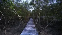 Suasana hutan mangrove Pantai Sejarah di Kabupaten Batu Bara, Sumatera Utara. (Foto: Liputan6.com/Huyogo Simbolon)