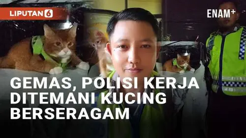 VIDEO: Ngakak! Polisi Laporkan Info Kecelakaan Ditemani Kucing Berseragam