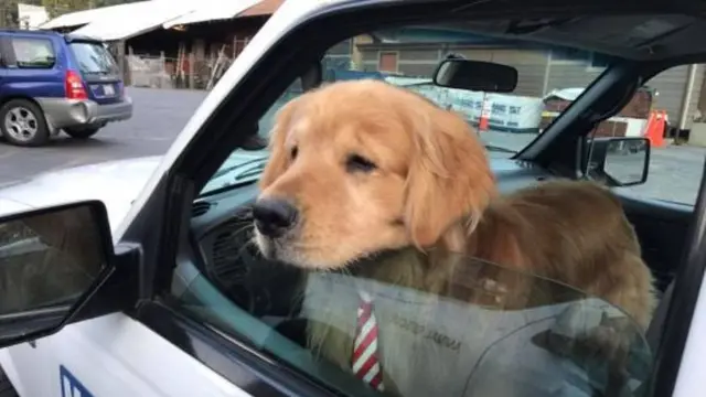 Warga Kota Ini Angkat Anjing Golden Retriever jadi Walikota