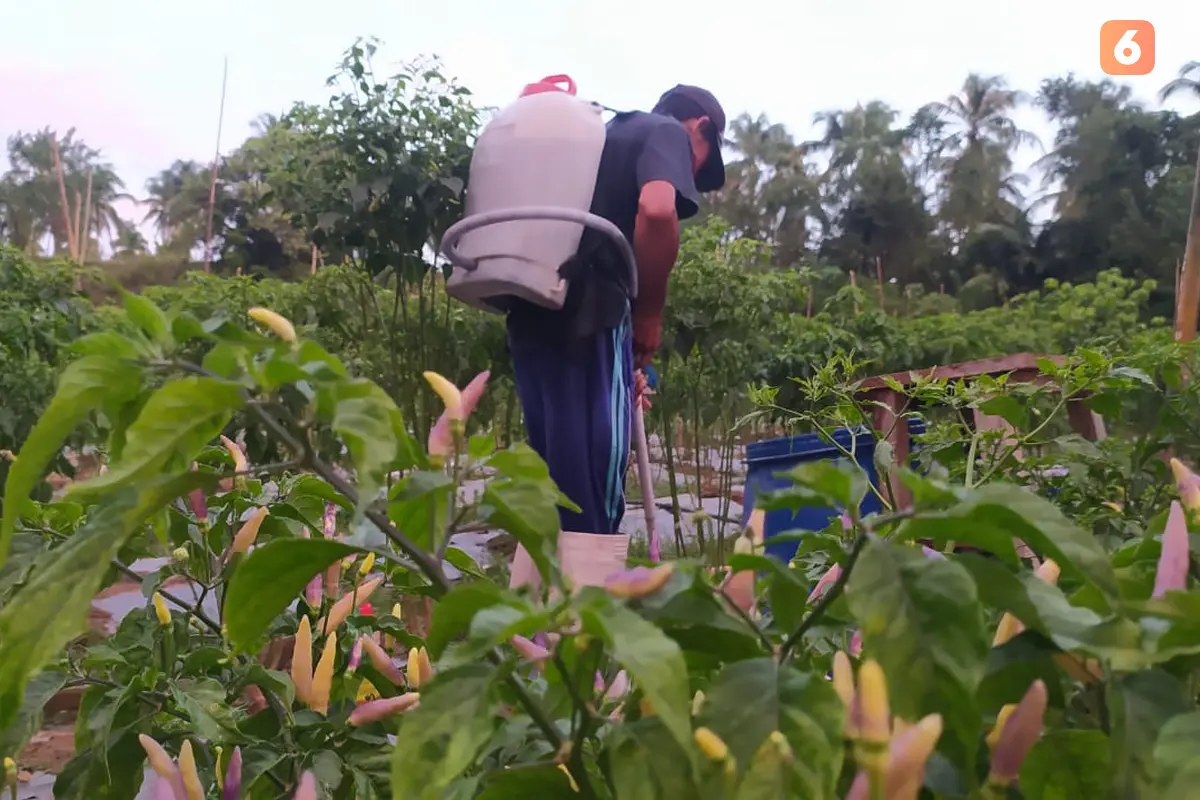 Petani Cabai