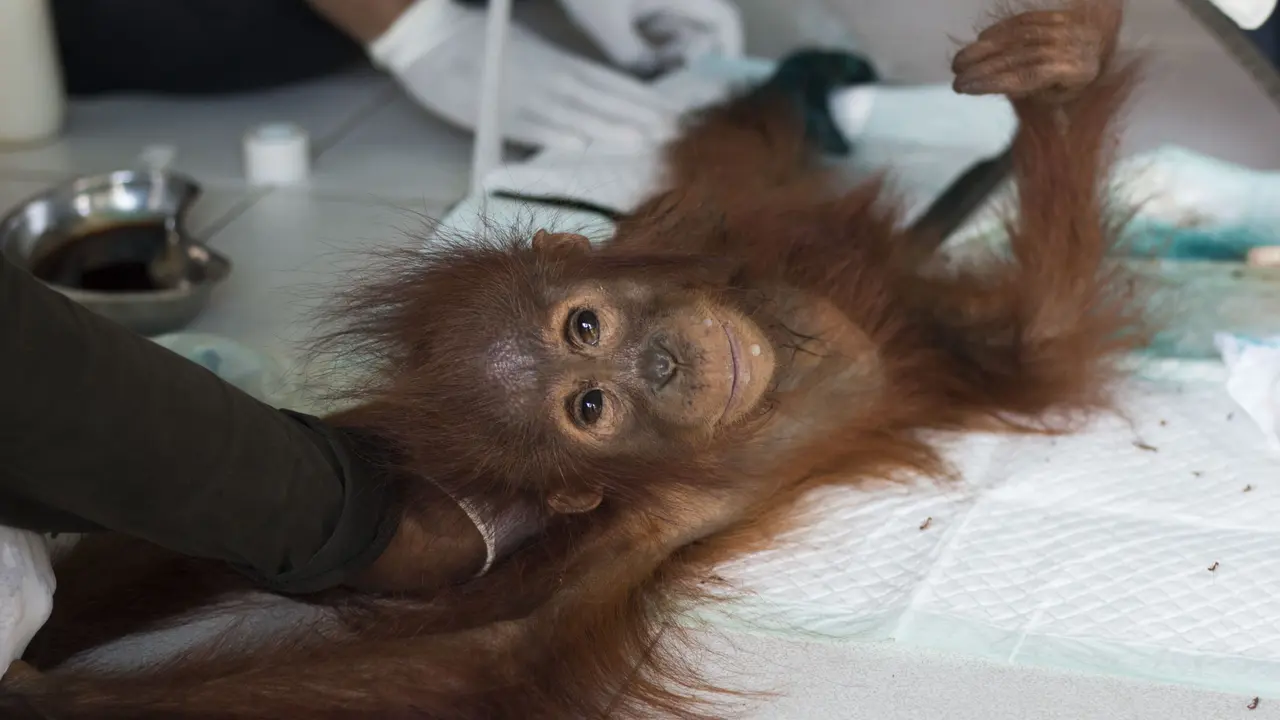 Si Cantik Kaki Membusuk Terlunta-lunta di Bekas Hutan Terbakar