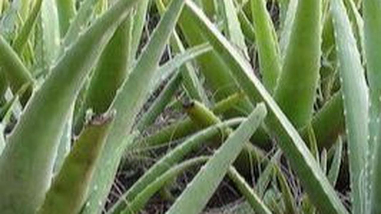 Lidah Buaya<br>