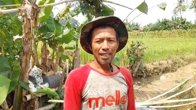 Petani Lampung Dihantui Gagal Panen di Saat Harga Gabah Tinggi